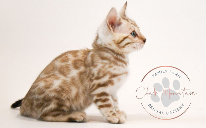 Bengal kitten for sale